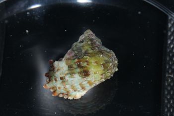 Media type: image;   Malacology 393714 Description: live specimen;